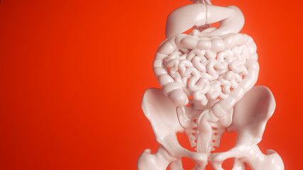 Human digestive organs in white on a red background - 3d rendering