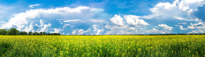 Obraz premium Beauty In Nature Summer Landscape. Panoramic View On Canola Flowers Or Yellow Rape Seed Field. Idyllic Blooming Spring Meadow, Green Grass, Blue Sky With Beautiful White Clouds, Sunlight.