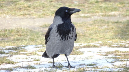 Crow with eye half-opened