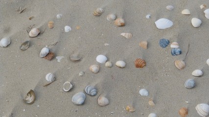 Fototapeta na wymiar Muscheln im Sand