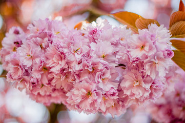Cerisier rose en fleurissant, Bretagne