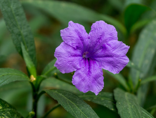 Obraz premium Purple flower and blur background in the green and fresh garden