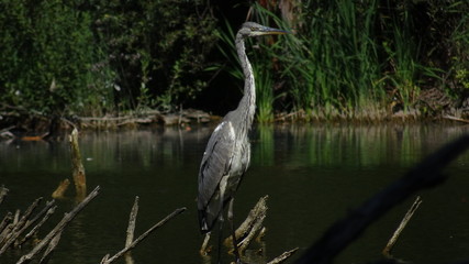Grey heron