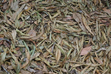 Dry leaves background in the garden