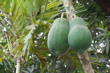 Green papaya in the garden, dietary vegetable.