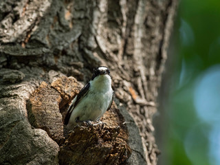 Collared flycatcher perched on a tree branch. collared flycatcher (Ficedula albicollis) in the spring near its own hollow.