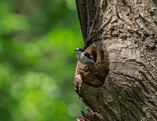 Collared flycatcher perched on a tree branch. collared flycatcher (Ficedula albicollis) in the spring near its own hollow.