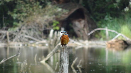 Obraz premium Kingfisher