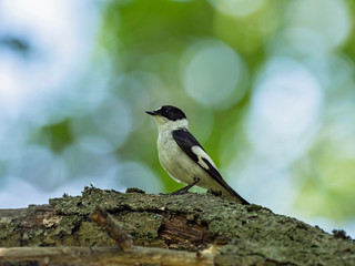 Collared flycatcher perched on a tree branch. collared flycatcher (Ficedula albicollis) in the spring near its own hollow.