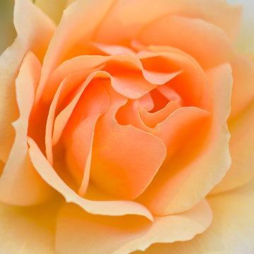 yellow rose flower in bloom - close up