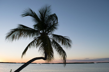 Palm over water