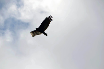 Turkey vulture in flight silhouette