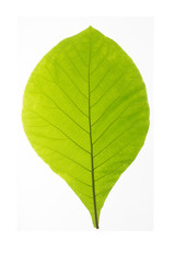 Naklejka na ściany i meble Green leaf texture white background 