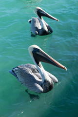 Pelicans