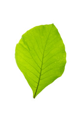 Green leaf texture white background 