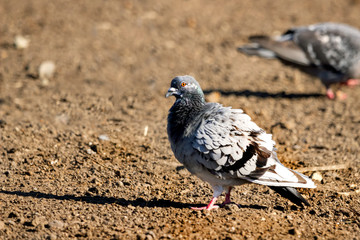 Pigeons on city lawns in food poros.