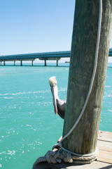 Pelican on dock