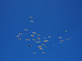 flock of white doves flies in the blue sky