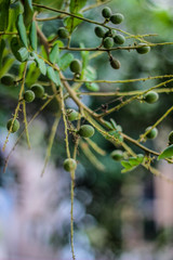 fruit, green, tree, nature, plant, food, branch, leaves, leaf, fig, spring, fresh, agriculture, berry, garden, growing, healthy, tomato, macro, flower, wild, plants, organic, fruits, summer