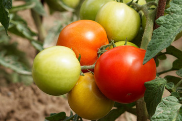 Beautiful fresh ripe red tomatoes and some green tomatoes grow on a branch in the garden close-up. Shallow depth of field.