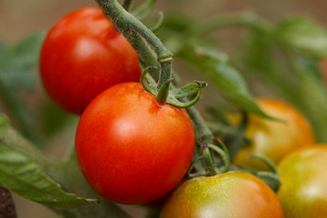 Beautiful fresh ripe red tomatoes grow on a branch in the garden close-up. Shallow depth of field.