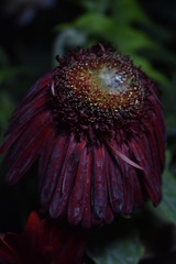 dying gerbera flower 