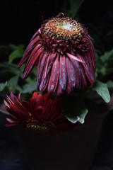 dying gerbera flower in the dark night
