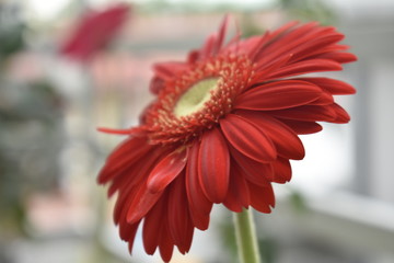gerbera daisy under the fogs