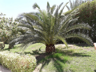 palm tree on background of blue sky