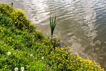 Flowering wild flowers and dandelion on the shore of a lake. The water surface is curled by the wind. - 317528190