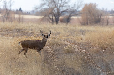 Whitetail Deer Buck in Colorado in Fall