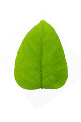 Obraz premium Green leaf texture white background 
