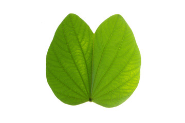 Fototapeta premium Green leaf texture white background 