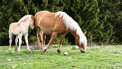 A mare and a little horse in a green meadow. The mare grazes grass. The horse put his head to his mother's body. Branches of trees in the background.. - 317528562