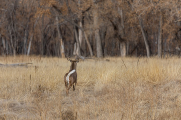Obraz na płótnie Canvas Whitetail Deer Buck in Colorado in Fall
