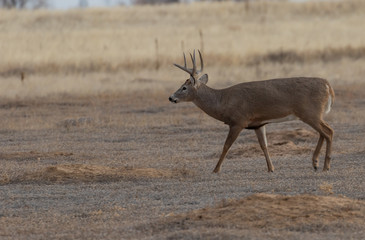 Obraz premium Whitetail Deer Buck in Colorado in Fall