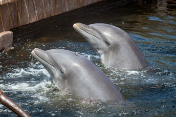 delfin nadando  © panda