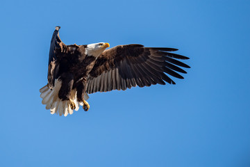 Fototapeta premium An American Bald Eagle prepares to land.
