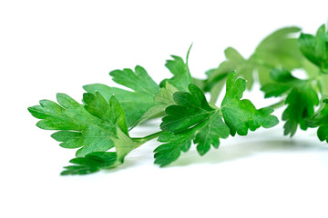Fresh parsley isolated on a white background, vegetable.