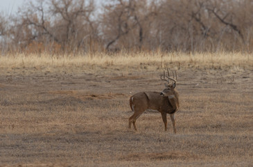 Whitetail Deer Buck in Colorado in Fall