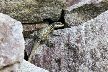 Lizard - Tropidurus itambere