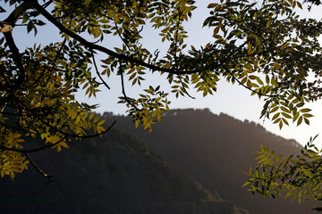 Vegetation in the outlands of Bilbao