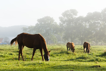 Fototapeta na wymiar 日本の北海道東部・9月の牧場、逆光の朝靄に浮かぶ馬のシルエット
