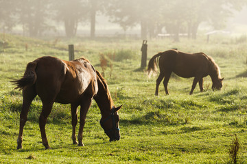 日本の北海道東部・9月の牧場、逆光の朝靄に浮かぶ馬のシルエット