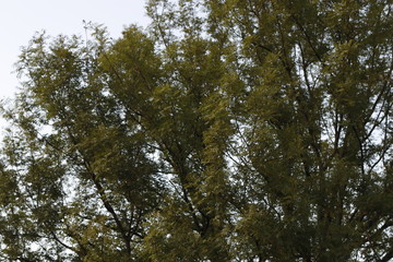 Vegetation in the outlands of Bilbao