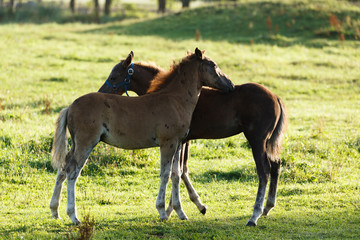 Obraz premium 日本の北海道東部・9月の牧場、逆光の朝靄に浮かぶ馬のシルエット