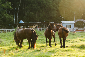 日本の北海道東部・9月の牧場、逆光の朝靄に浮かぶ馬のシルエット