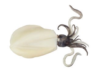 Big white raw squid isolated on white background