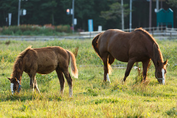 Fototapeta premium 日本の北海道東部・9月の牧場、逆光の朝靄に浮かぶ馬のシルエット