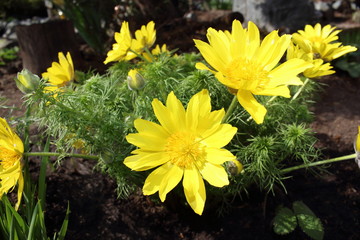 Adonis flowers spring bloom in the garden